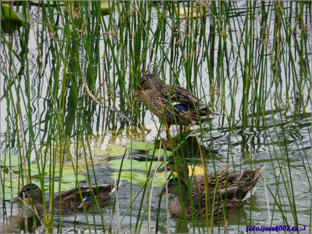 Klikněte pro zobrazení původního obrázku