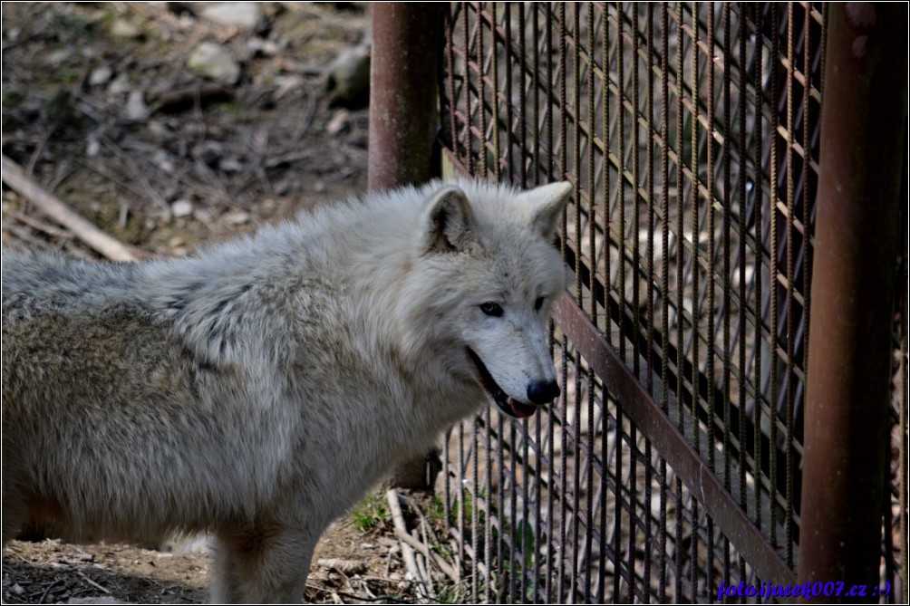 Klikněte pro zobrazení původního obrázku