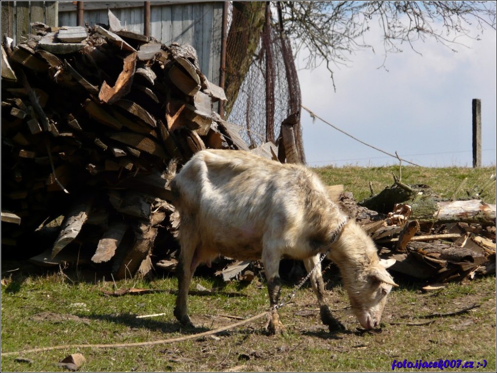 Klikněte pro zobrazení původního obrázku