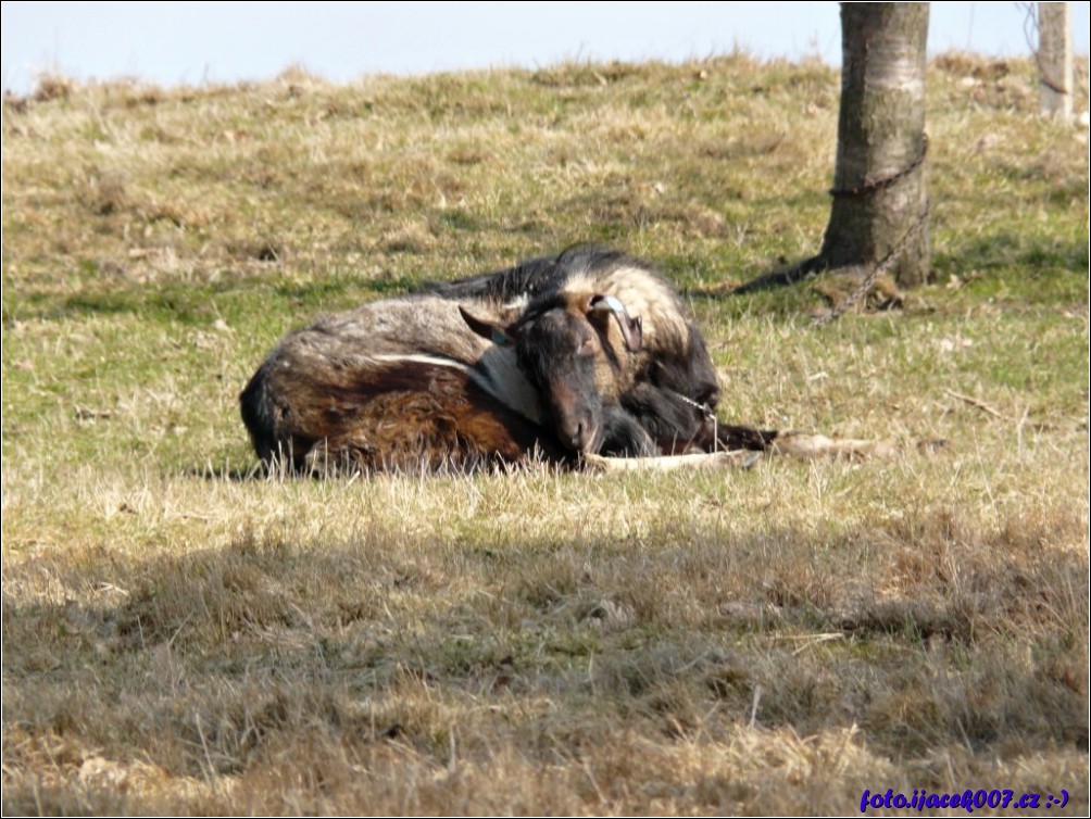 Klikněte pro zobrazení původního obrázku