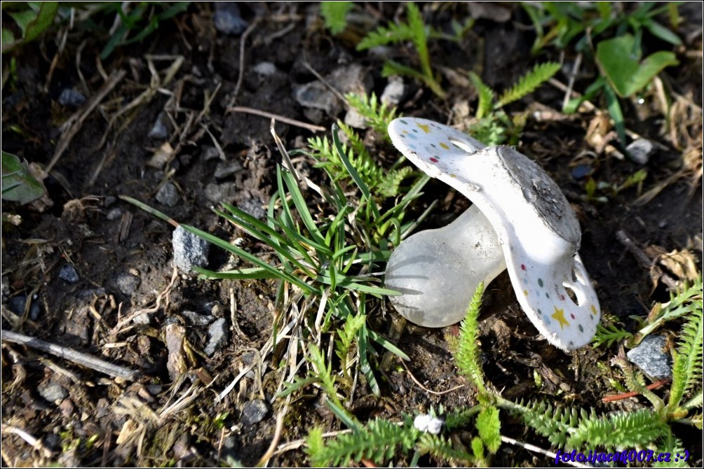 Klikněte pro zobrazení původního obrázku