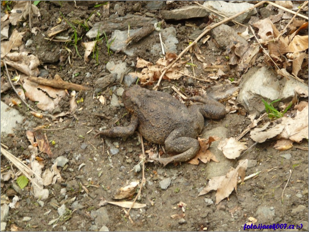 Klikněte pro zobrazení původního obrázku